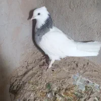 ماده طوقی هفت رنگ