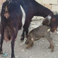 بز پاکستانی شیری
