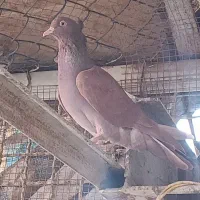 کفتر کله سفیدکربلایی زاغ دم سفید سرخ. افغانی رنگی|پرنده|باقرشهر, |دیوار