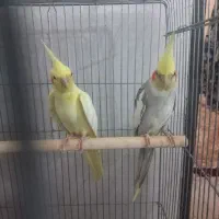 جفت عروس هلندی
