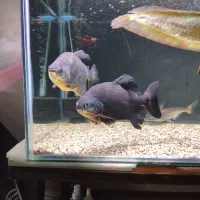 فروش ماهی پیرانا