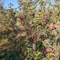 7000مترباغ معاوضه باملک درتبریز|فروش دفتر صنعتی، کشاورزی، تجاری|صوفیان, |دیوار