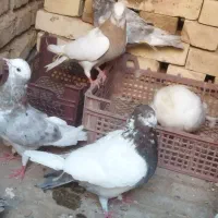 کبوتر