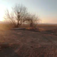 اجاره 36 جریب کشاورزی