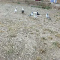 تعدادی کبوتر
