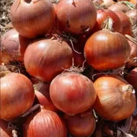 پیاز برای دامداری گاو گوسفند کارخانه رستوران