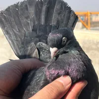 زاغ آبادانی