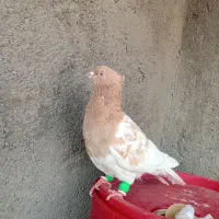 کبوتر.پرنده.کله زردکاکلی نر.پرشی