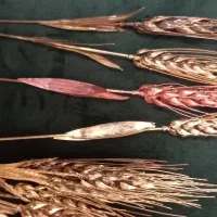 گندم برنجی|گل مصنوعی|لاهیجان, فیاض|دیوار