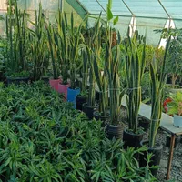 گلخانه ابریشم|گل و گیاه طبیعی|گوراب زرمیخ, |دیوار