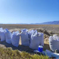 کاه پر خوشه و با کیفیت دیمی