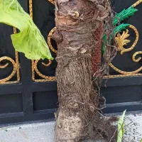 فروش پیاز باباآدم بصورت تکی و تعداد|گل و گیاه طبیعی|تهران, جمال‌زاده|دیوار