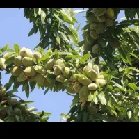 بدون واسطه از نهالستان تا زمین صنوبر گردو و بادام|خدمات باغبانی و درختکاری|فسا, |دیوار