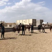 مجموعه پرورش اسب