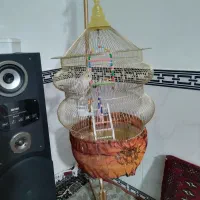 معاوضه عروس هلندی با سهره|پرنده|کرمانشاه, |دیوار