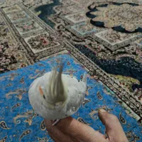 عروس هلندی|پرنده|کرمان, |دیوار