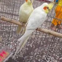 عروس هلندی|پرنده|خزل, |دیوار