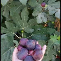 انجیرسیاه تازه وخوش طعم