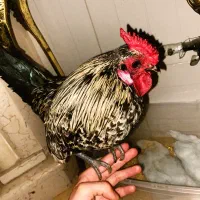 خروس چینی دستی و اواز خوان