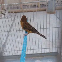 قناری سرخ اگات