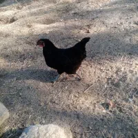 مرغ تخم گذار محلی