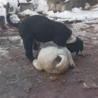 حیوانات|سگ|قوچان, |دیوار