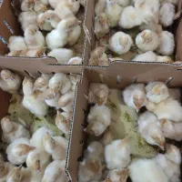 بوقلمون یکروزه|حیوانات مزرعه|کرمانشاه, |دیوار