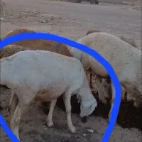 گمشده یادزدیده شده
