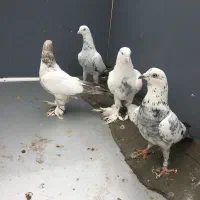 کبوتر|پرنده|تبریز, |دیوار