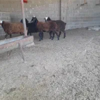 بره نر و ماده|حیوانات مزرعه|گنبد کاووس, |دیوار
