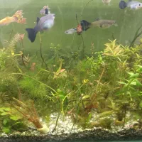 ماهی گوپی  ویژه تکثیر و مولد|ماهی|اهواز, فاز ۲ پادادشهر|دیوار