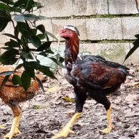 جوجه خروس لاری