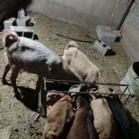 ‌کهره دورگه پاکستانی