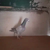 کبوتر کفتر پلاکی و ابلغ کرمونی