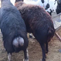 میش وبره بوری|حیوانات مزرعه|خاش, |دیوار