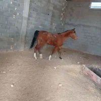 اسب درشوری