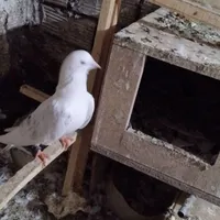 کبوتر دونه ای ۱۰۰|پرنده|محمدشهر, |دیوار