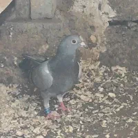 کبوتر دوبر ماده