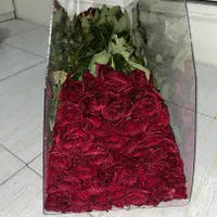 گل رز هلندی|گل و گیاه طبیعی|تهران, دریا|دیوار