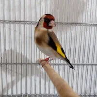 سهره دهن قشنگ در سپیدان