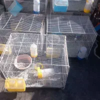 جفتگاه وقفس|لوازم جانبی حیوانات|مشهد, انصار|دیوار