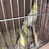 عروس هلندی