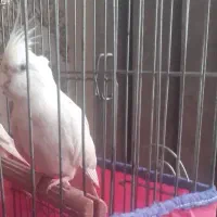 عروس هلندی کمشده توروخدا