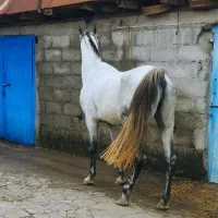 نریان کردخالص مدارکدار