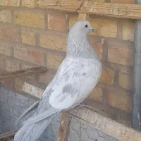 کبوتر نر الماسی