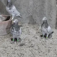 سرور خوشگل|پرنده|ارژن, |دیوار