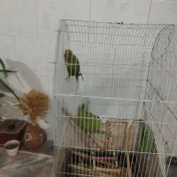 مرغ زینتی.عروش هلندی . کوتوله|پرنده|مرودشت, ثبت احوال|دیوار