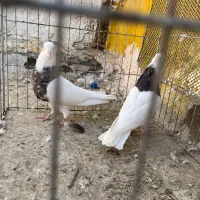 کبوتر طوقی|پرنده|سیریک, |دیوار