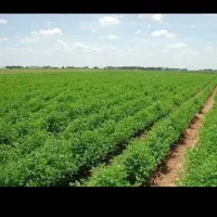 سبزی خورشتی