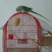 فروش شاه طوطی|پرنده|نقده, |دیوار